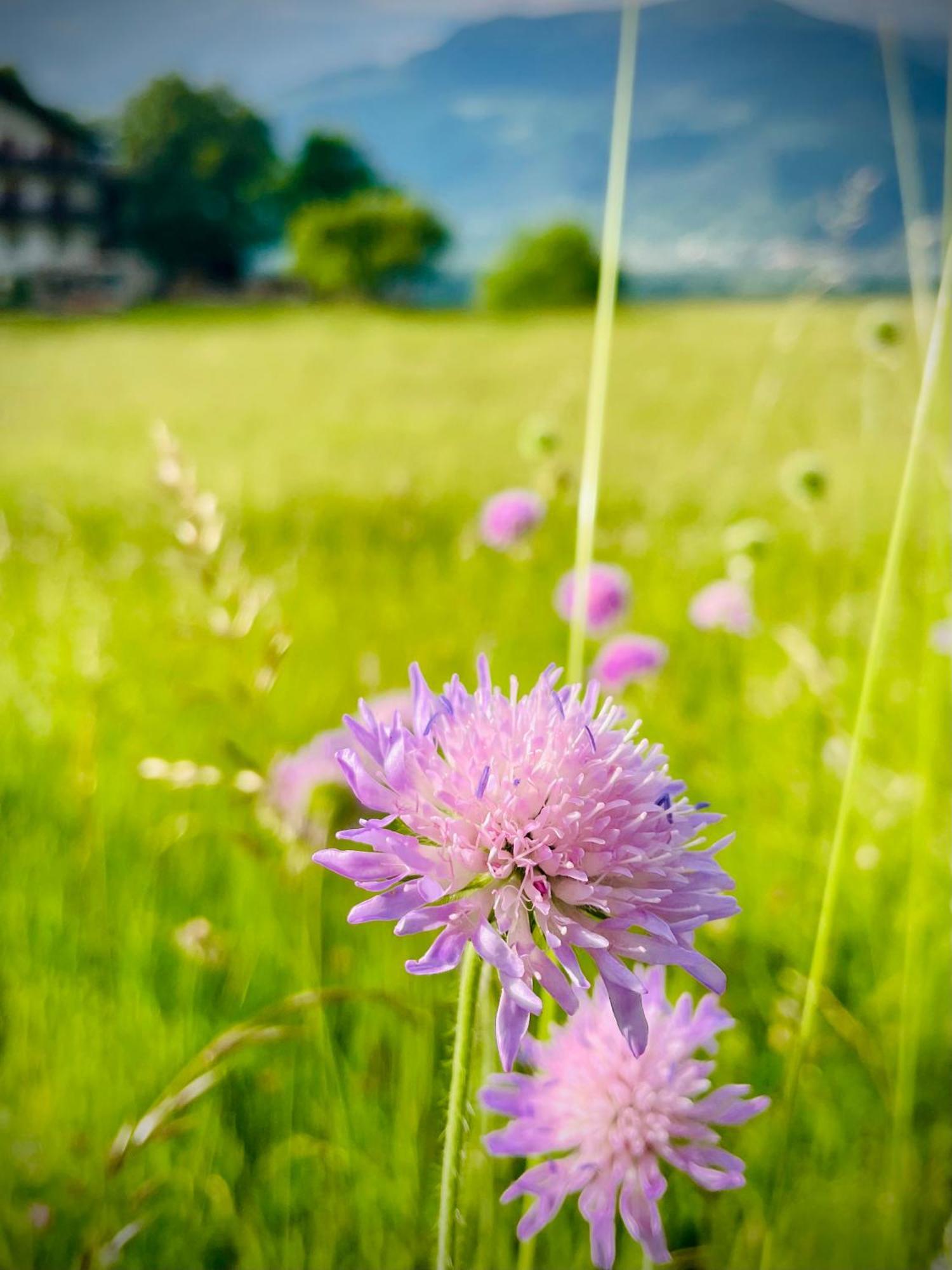 Plasur - Apartement Bella Vista Montechiaro Lichtenberg エクステリア 写真